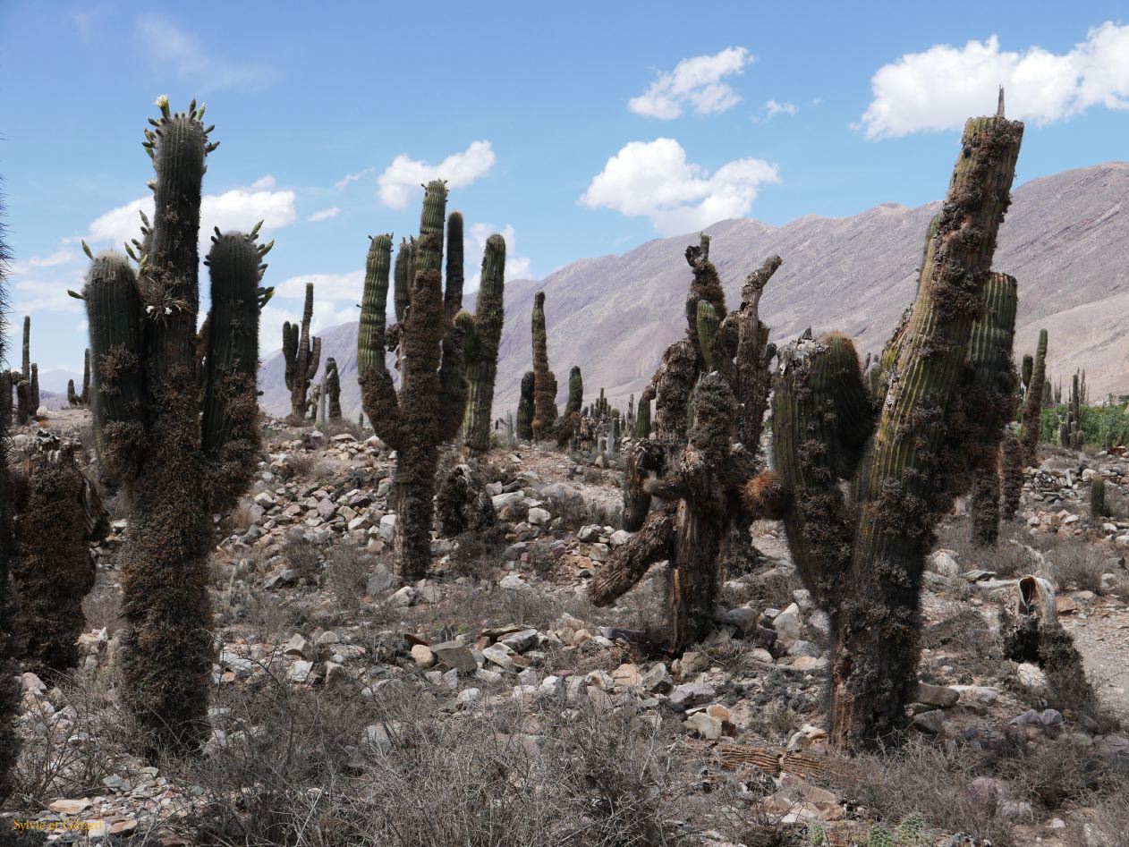 La Quebrada et Tilcara Pucara et ses cardones