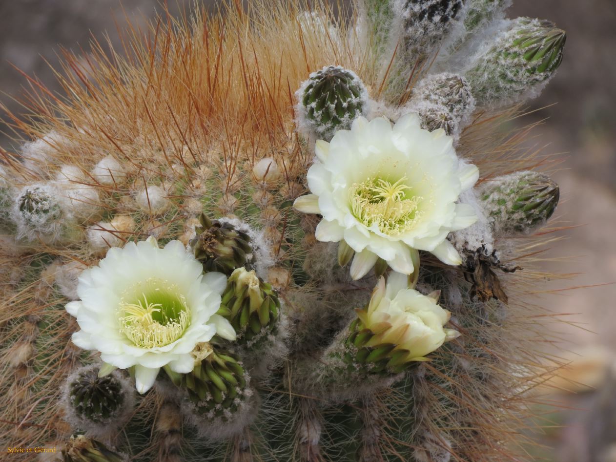 La Quebrada et Tilcara Pucara fleur de cardone