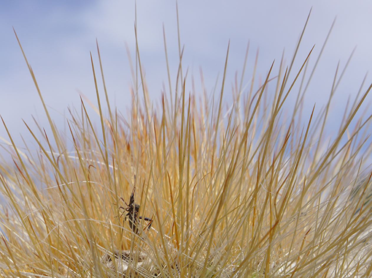 La Quebrada Humahuaca bien caché entre épines du cactus