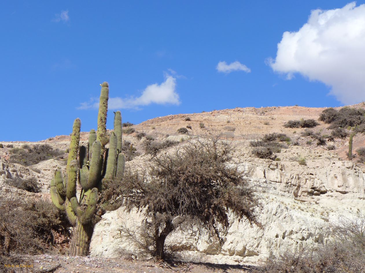 La Quebrada Humahuaca cardones le long de la piste 