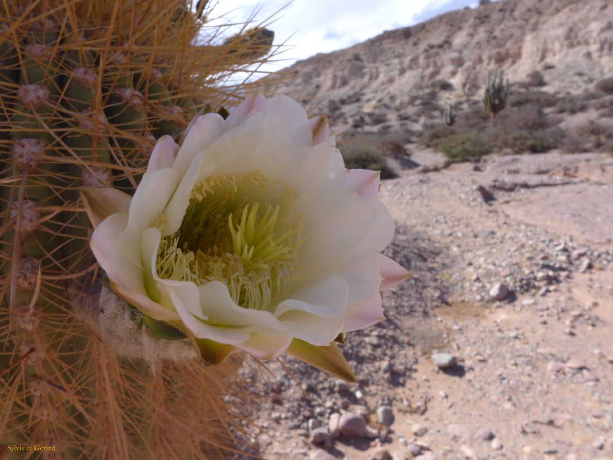 La Quebrada Humahuaca fleurs de cactus 