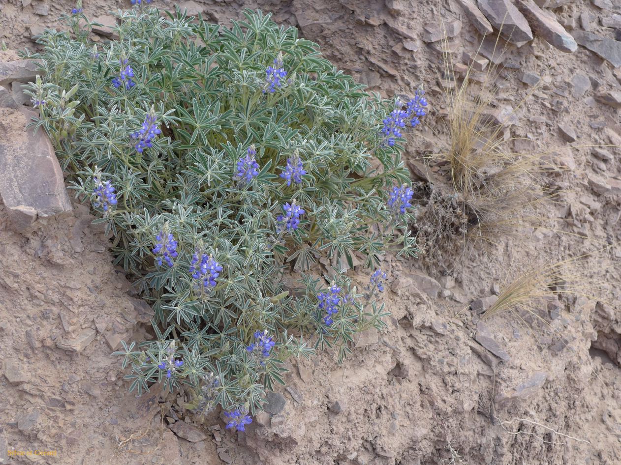 La Quebrada Humahuaca Mirador del Hornocal des lupins
