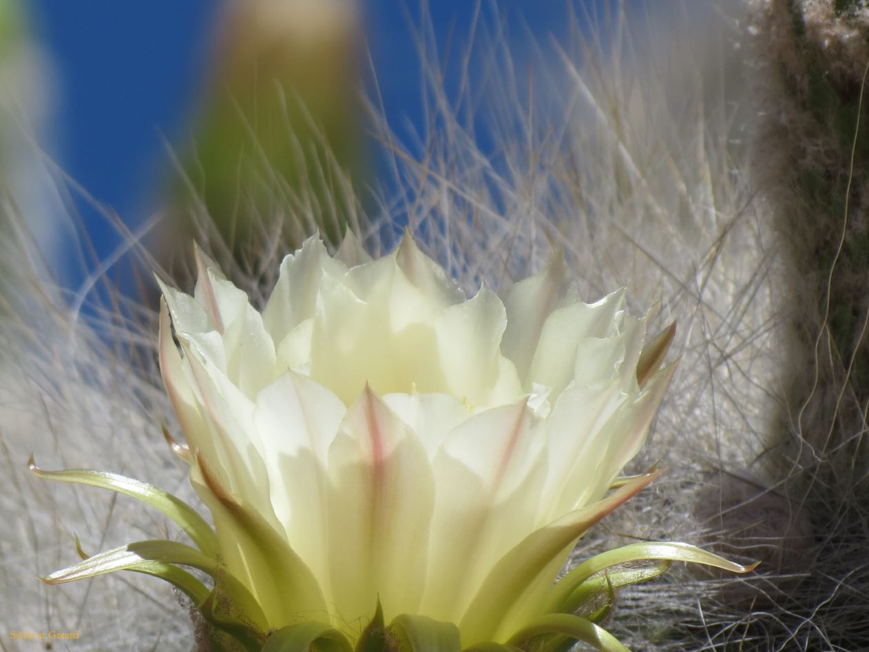 La Quebrada Iruya sur la piste des cardones en fleurs