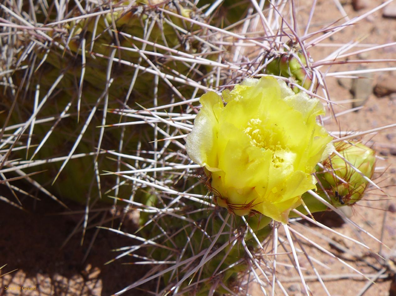 La Quebrada Iruya sur la piste retour cactus jaunes
