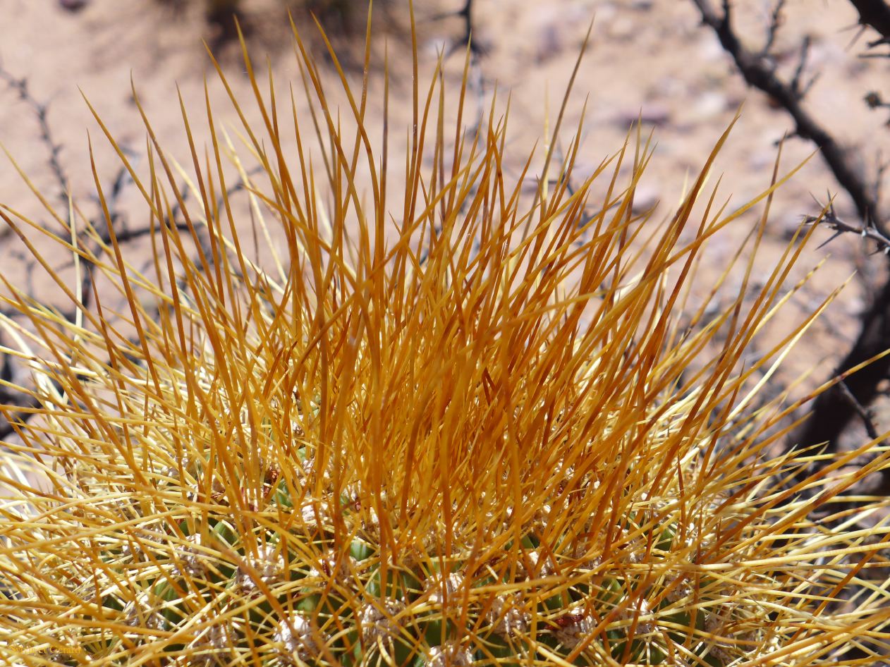 La Quebrada Iruya sur la piste retour des cactus