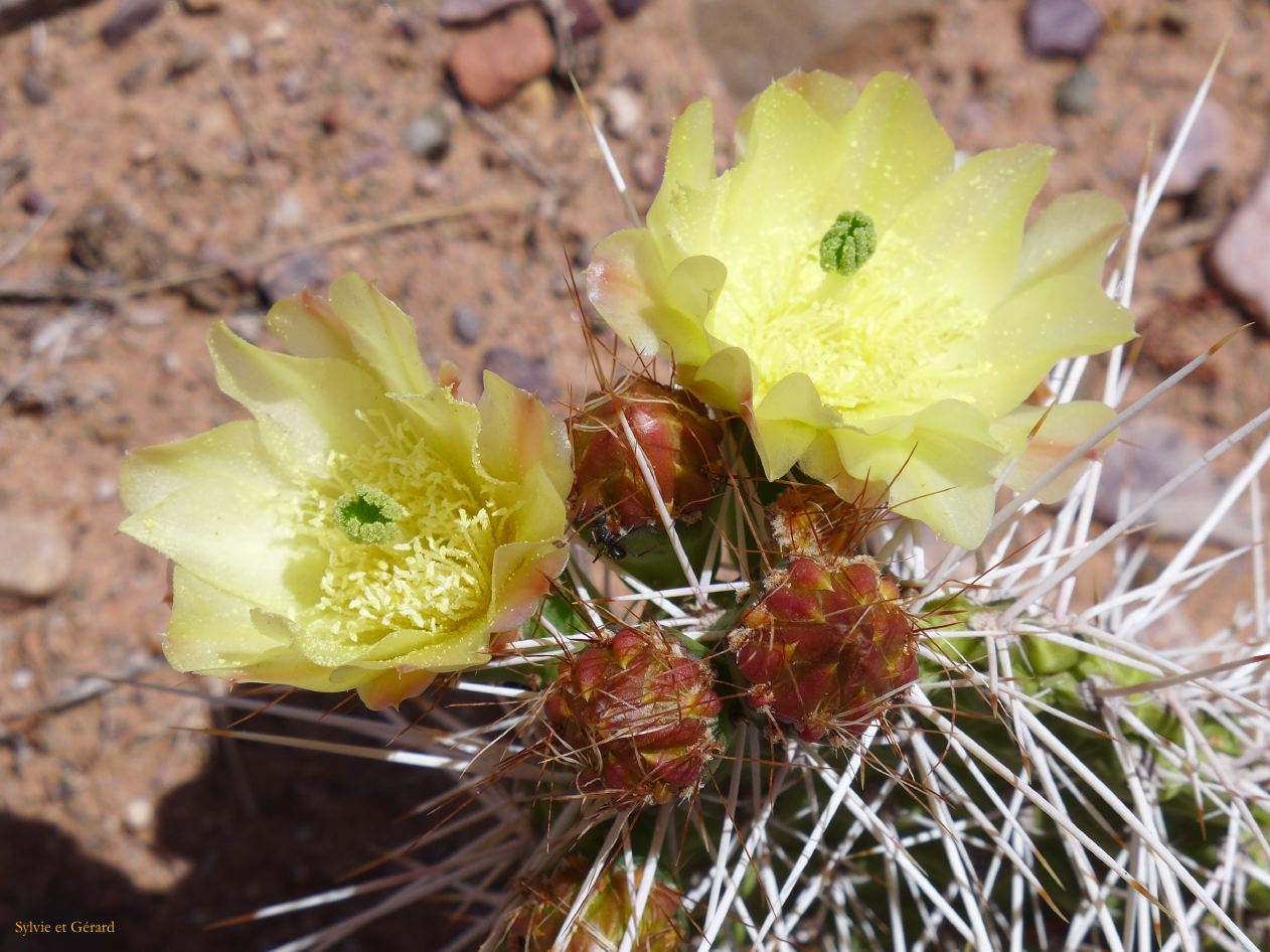 La Quebrada Iruya sur la piste retour des cactus jaunes