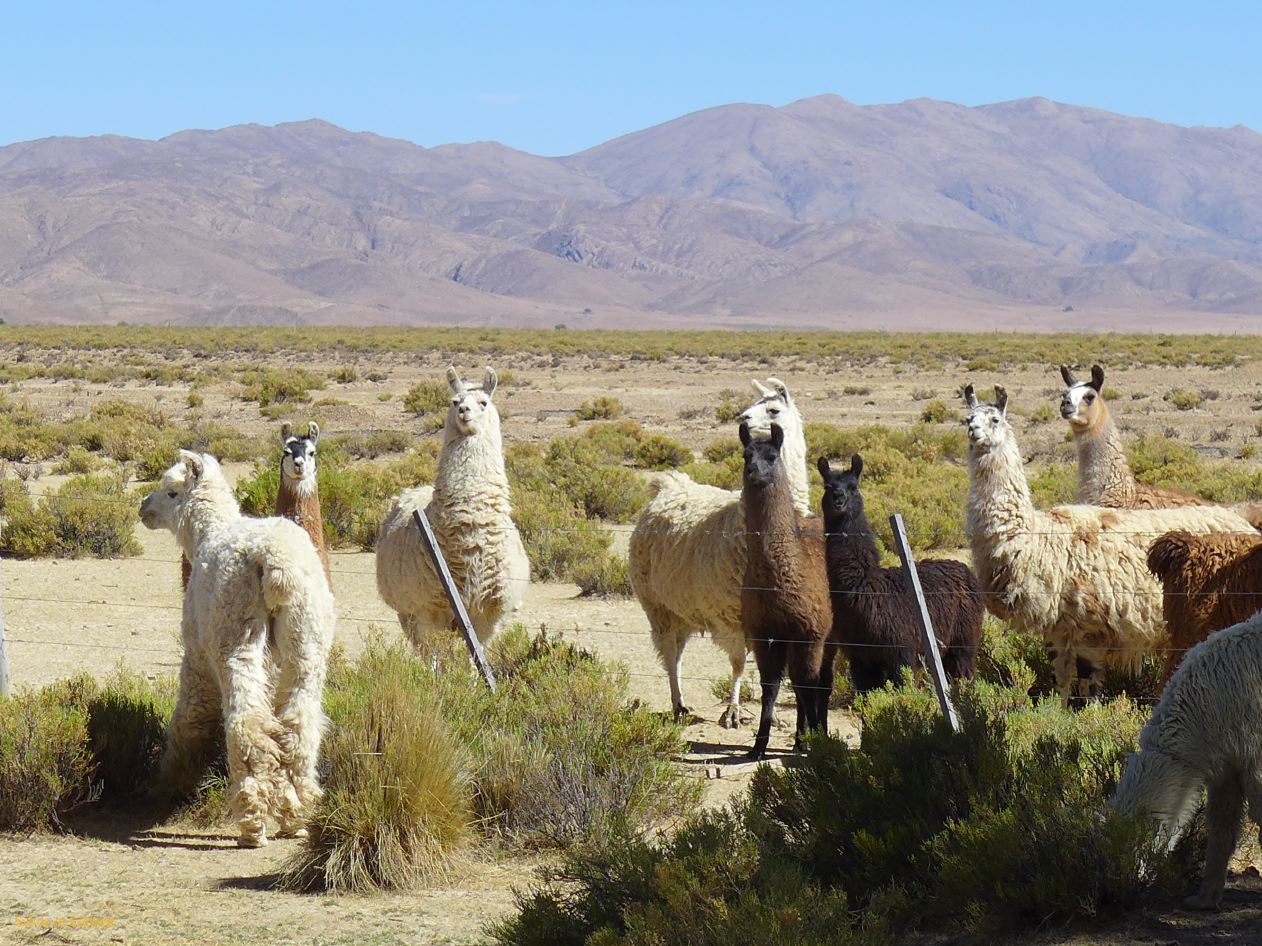 La Quebrada lamas curieux le long de la ruta 9