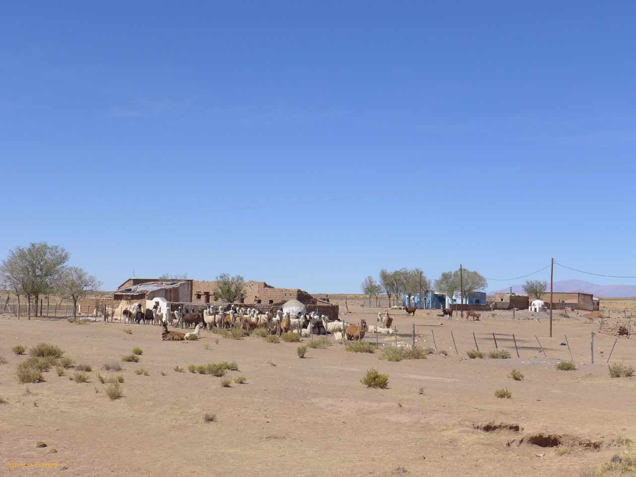 La Quebrada ruta 9 vers la Bolivie de gros troupeaux de lamas