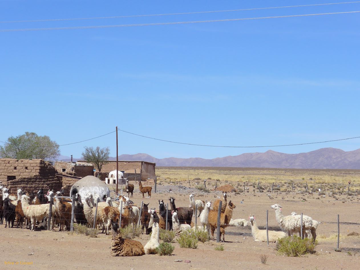 La Quebrada ruta 9 vers la Bolivie des lamas