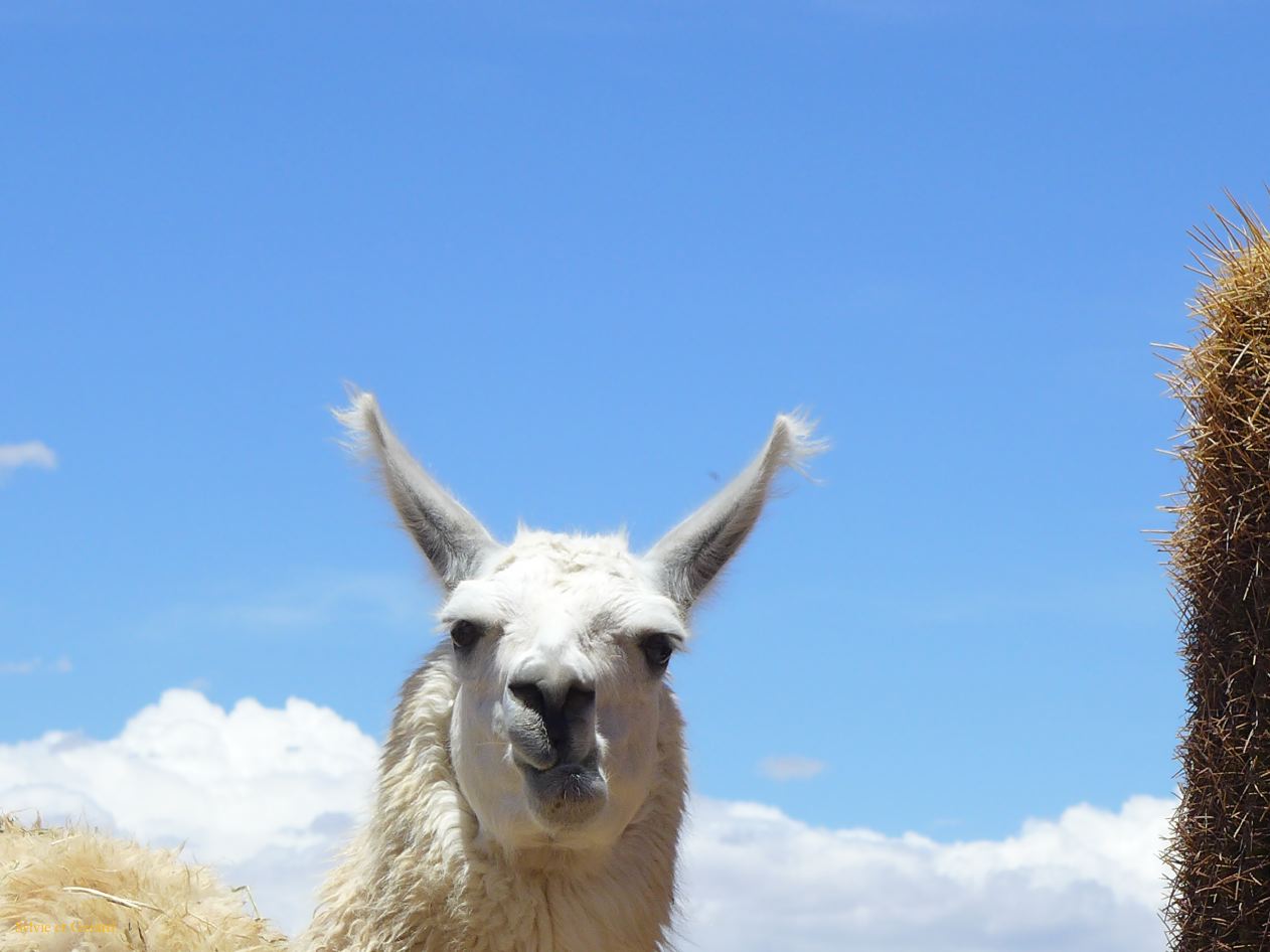 La Quebrada tete lama 02