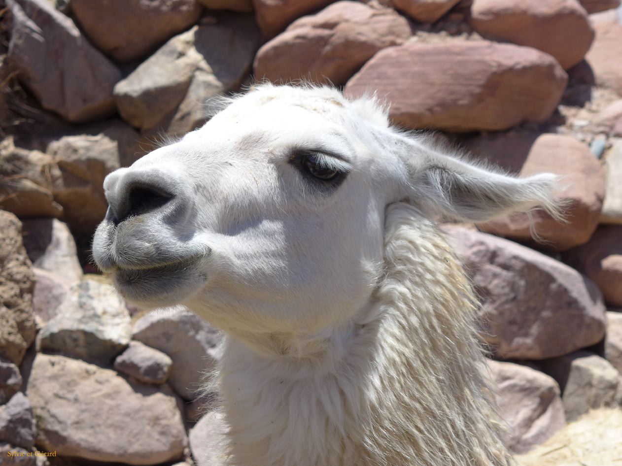 La Quebrada tete lama 04