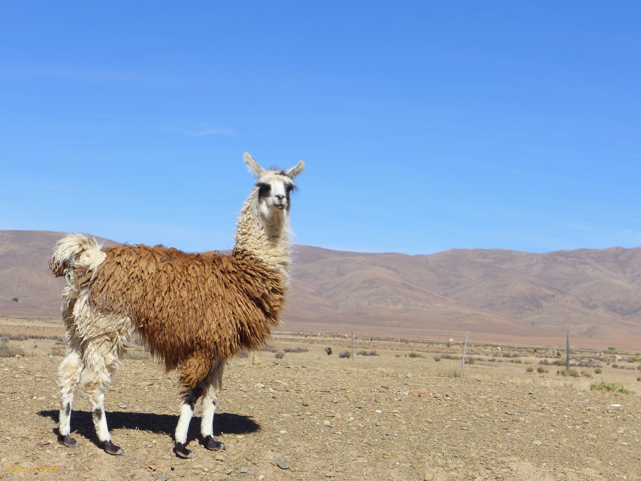 La Quebrada vers la Quaica un fier lama