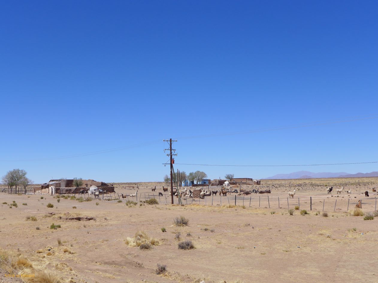 La Quebrada vers la Quiaca des élévages de lamas