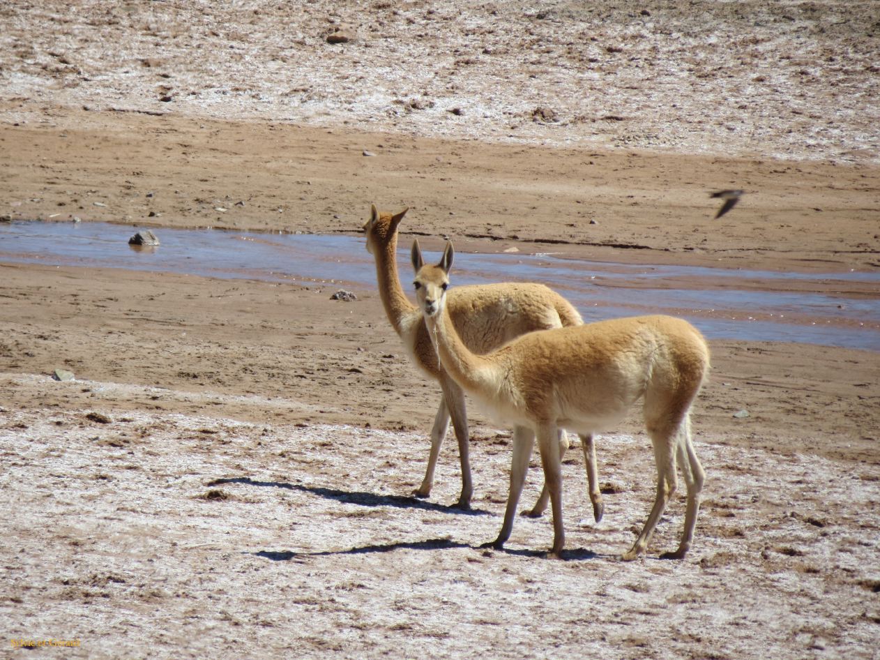 La Quebrada vigognes IMG_0911