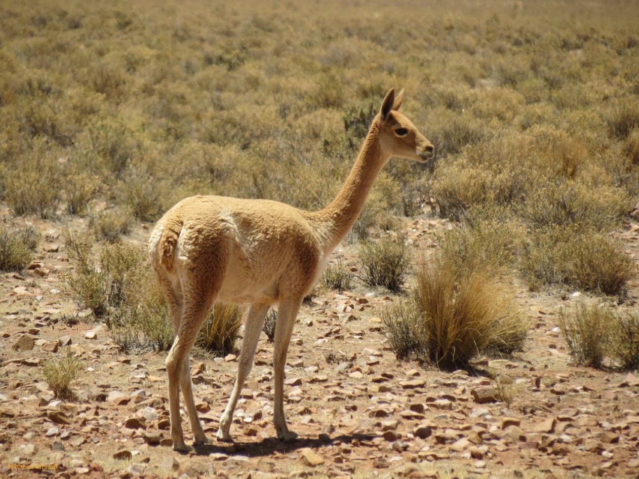 La Quebrada Yavi à la Laguna Colorada 05