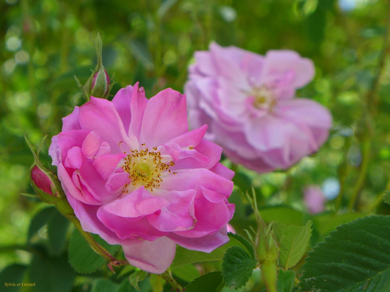 La Quebrada Yavi Iglesia San francisco de Asis 05