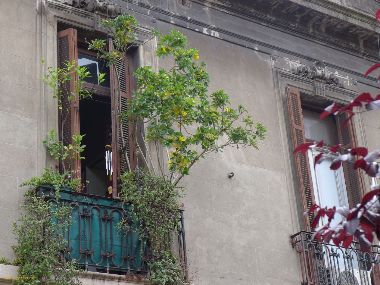 Retour à Buenos Aires dimanche à San Telmo 05