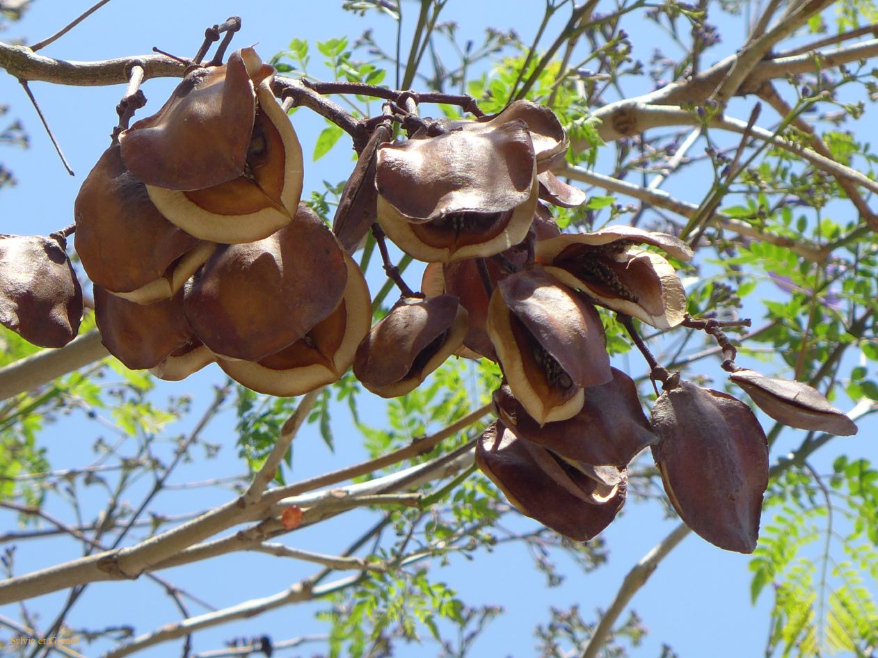 Retour à Buenos Aires Puerto Madero jacarandas 