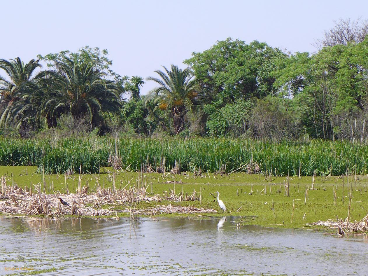 Retour à Buenos Aires vers Costanera Sur Rio de la Plata 01