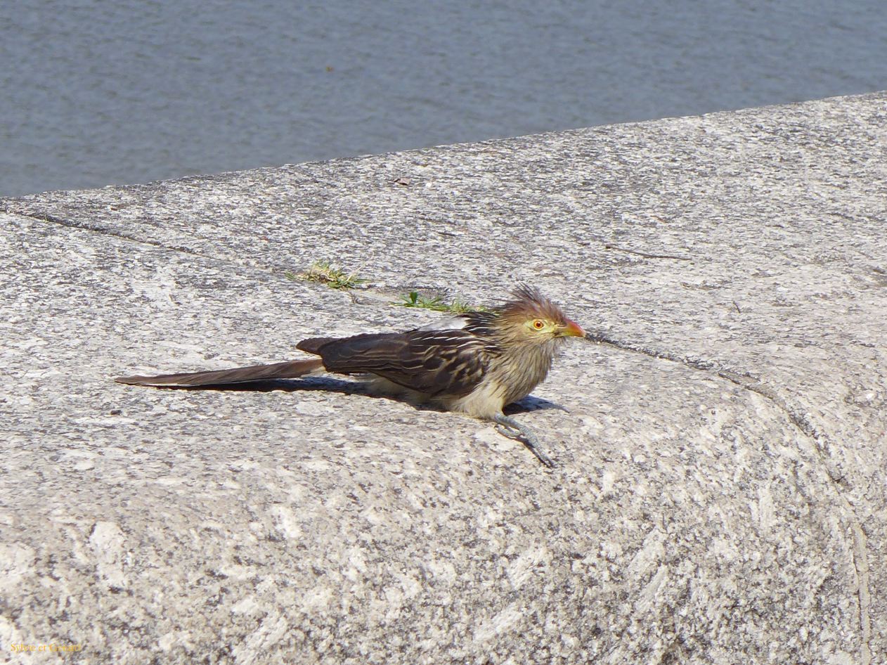 Retour à Buenos Aires vers Costanera Sur Rio de la Plata 02 un Guira Cantara 