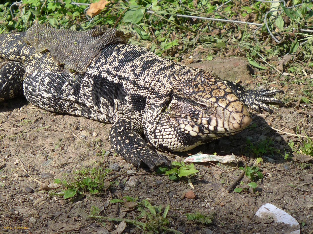 Retour à Buenos Aires vers Costanera Sur Rio de la Plata 05