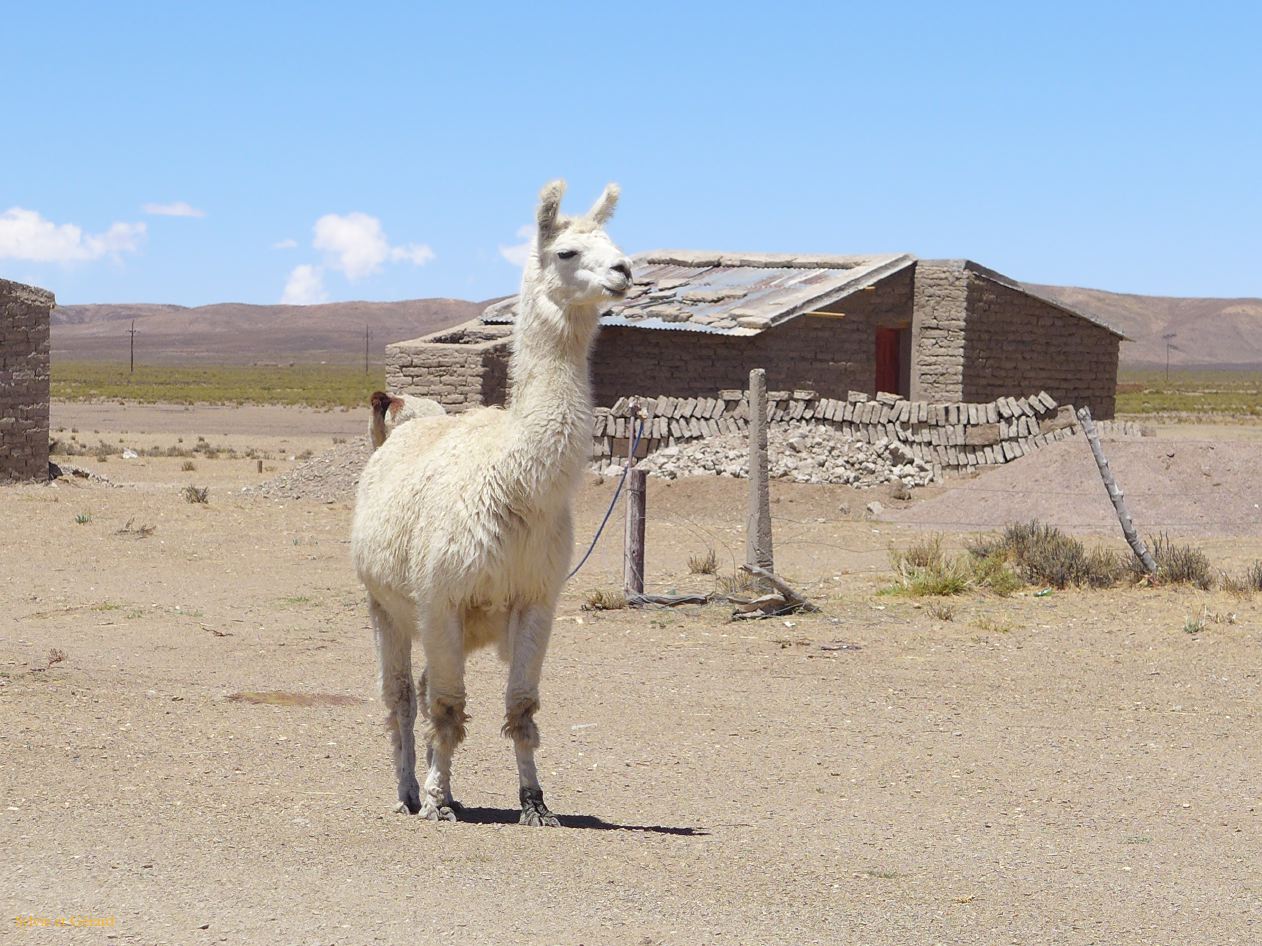 La Puna Santa Catalina lama devant son habitation