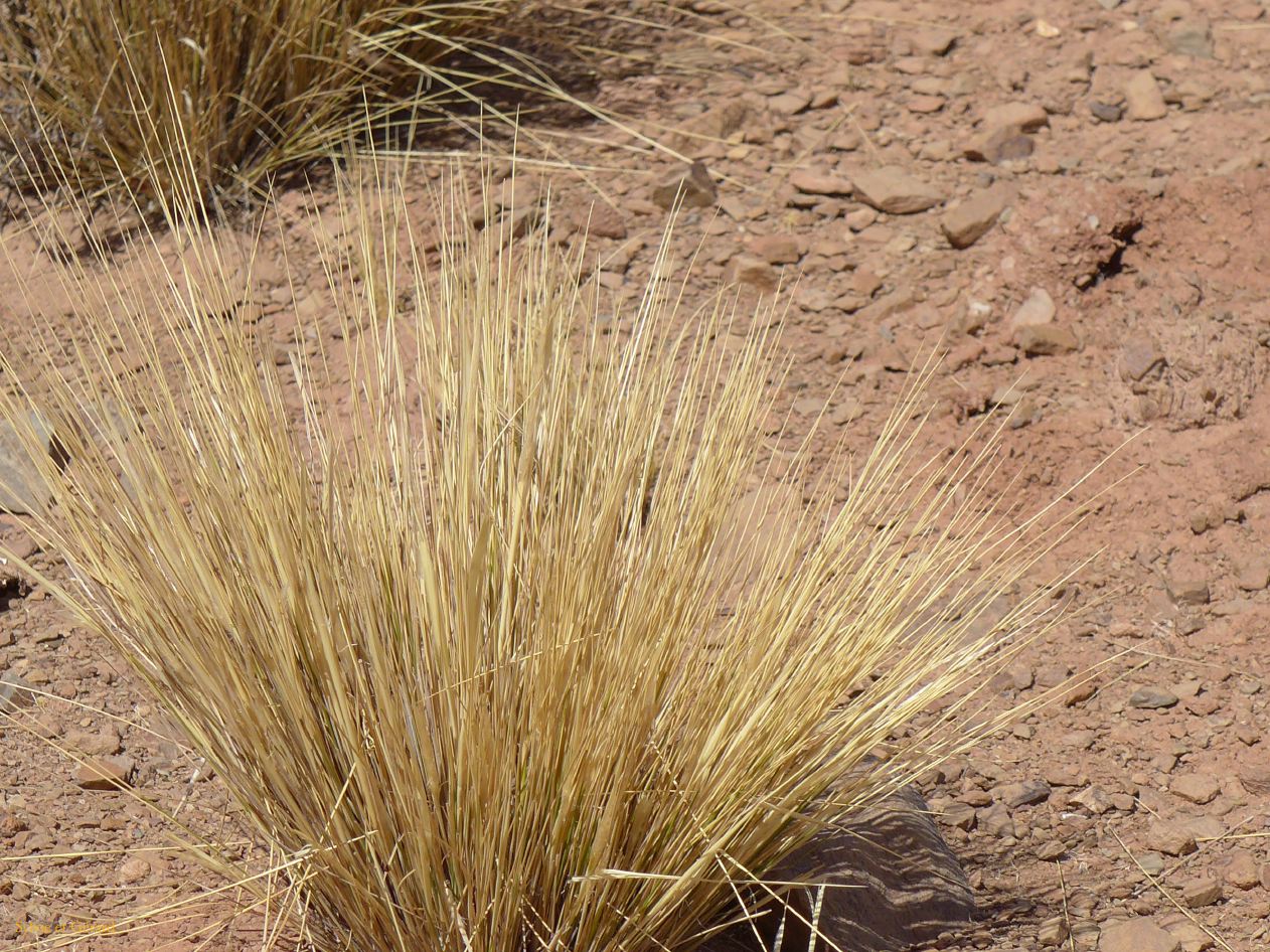 La Puna Santa Catalina le filo del Angosto herbe sèche