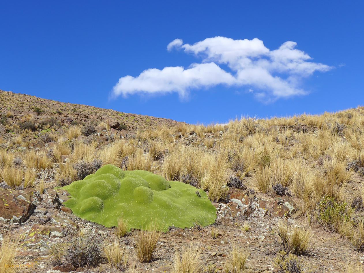 La Puna Santa Catalina le filo del Angosto végétation