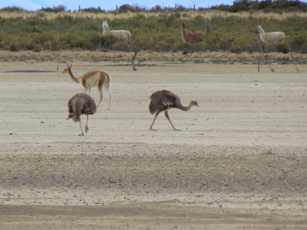 La Puna Santa Catalina suris vigognes et lamas