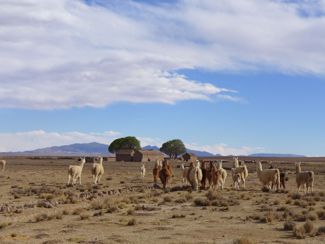 La Puna Santa Catalina un élevage de lamas