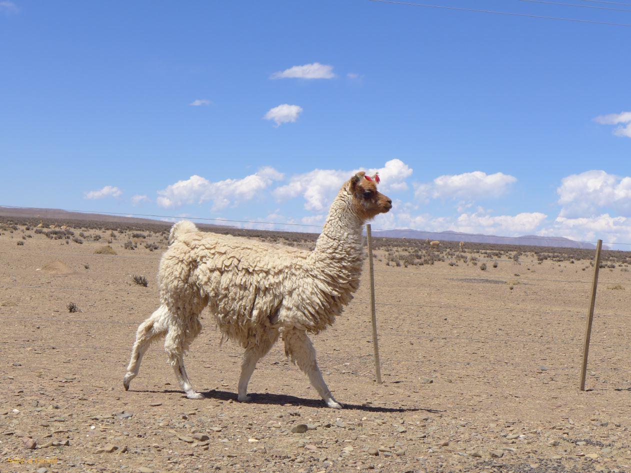 La Puna Santa Catalina un lama le long de la piste  