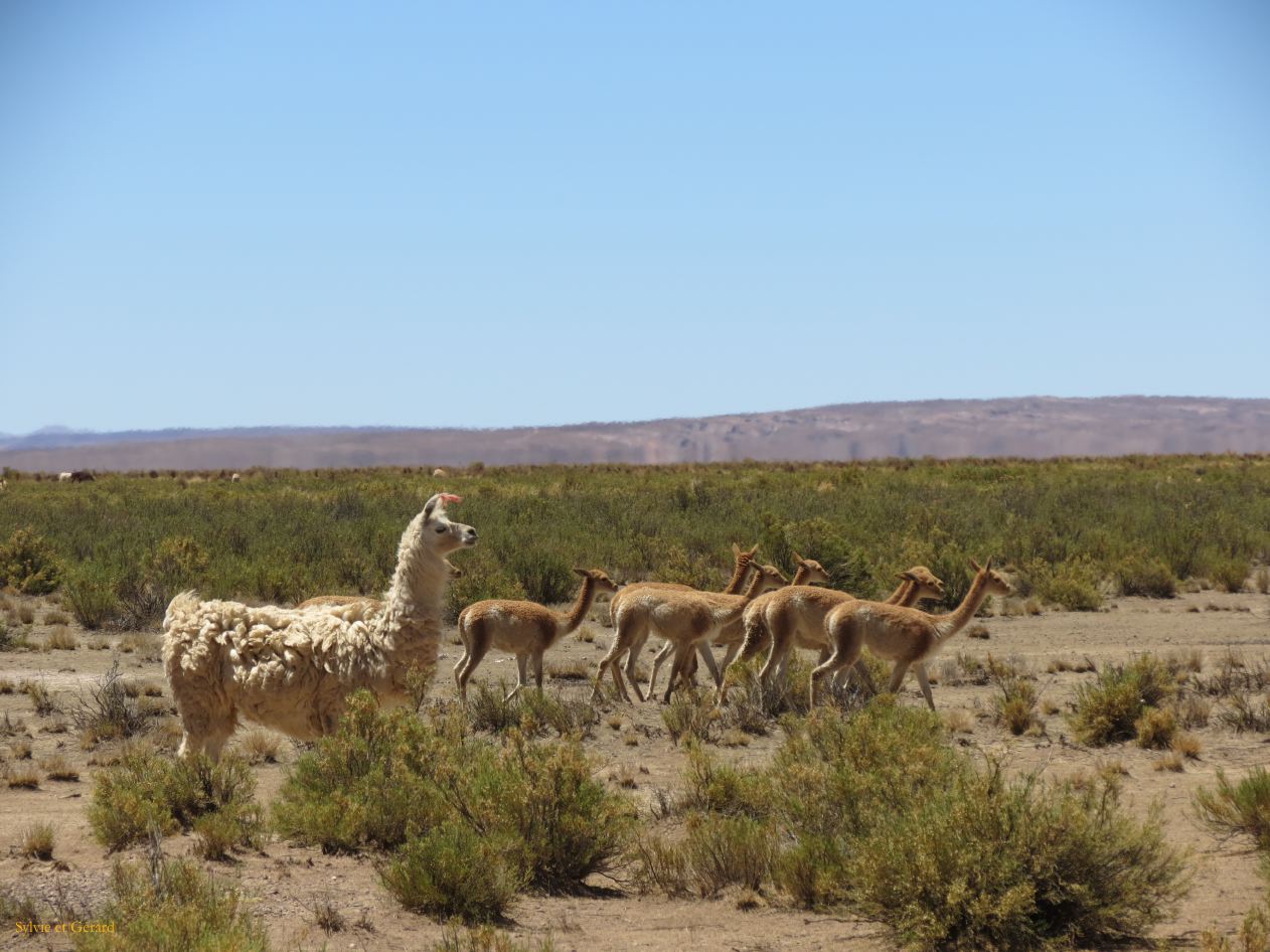 La Puna Santa Catalina vigognes et lamas le long de la piste