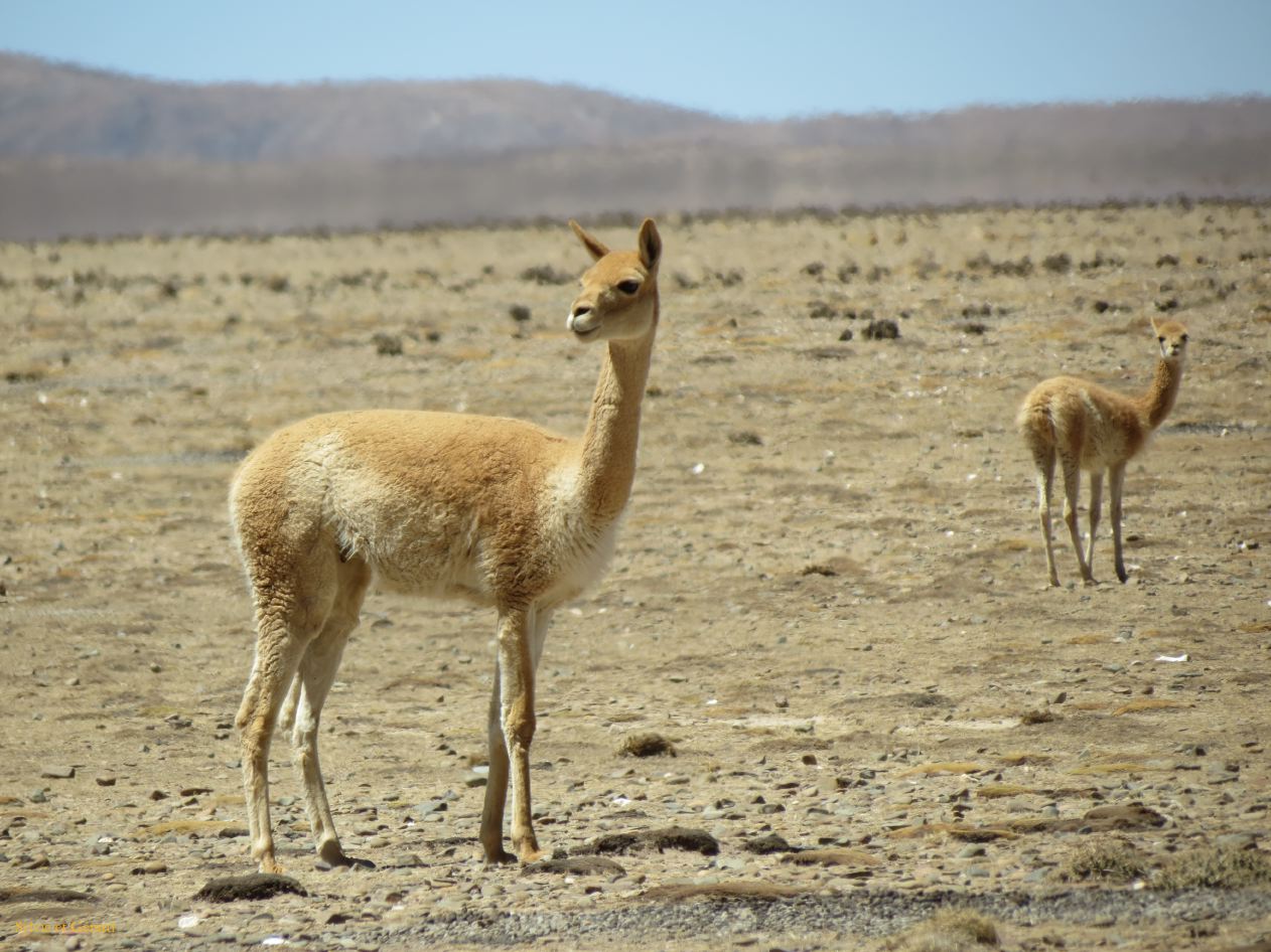 La Puna Santa Catalina vigognes sur la piste