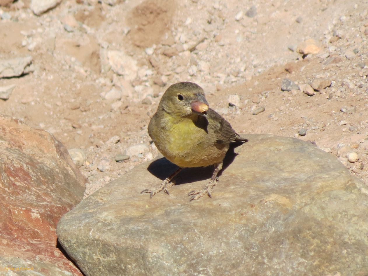La Puna Susques petit oiseau