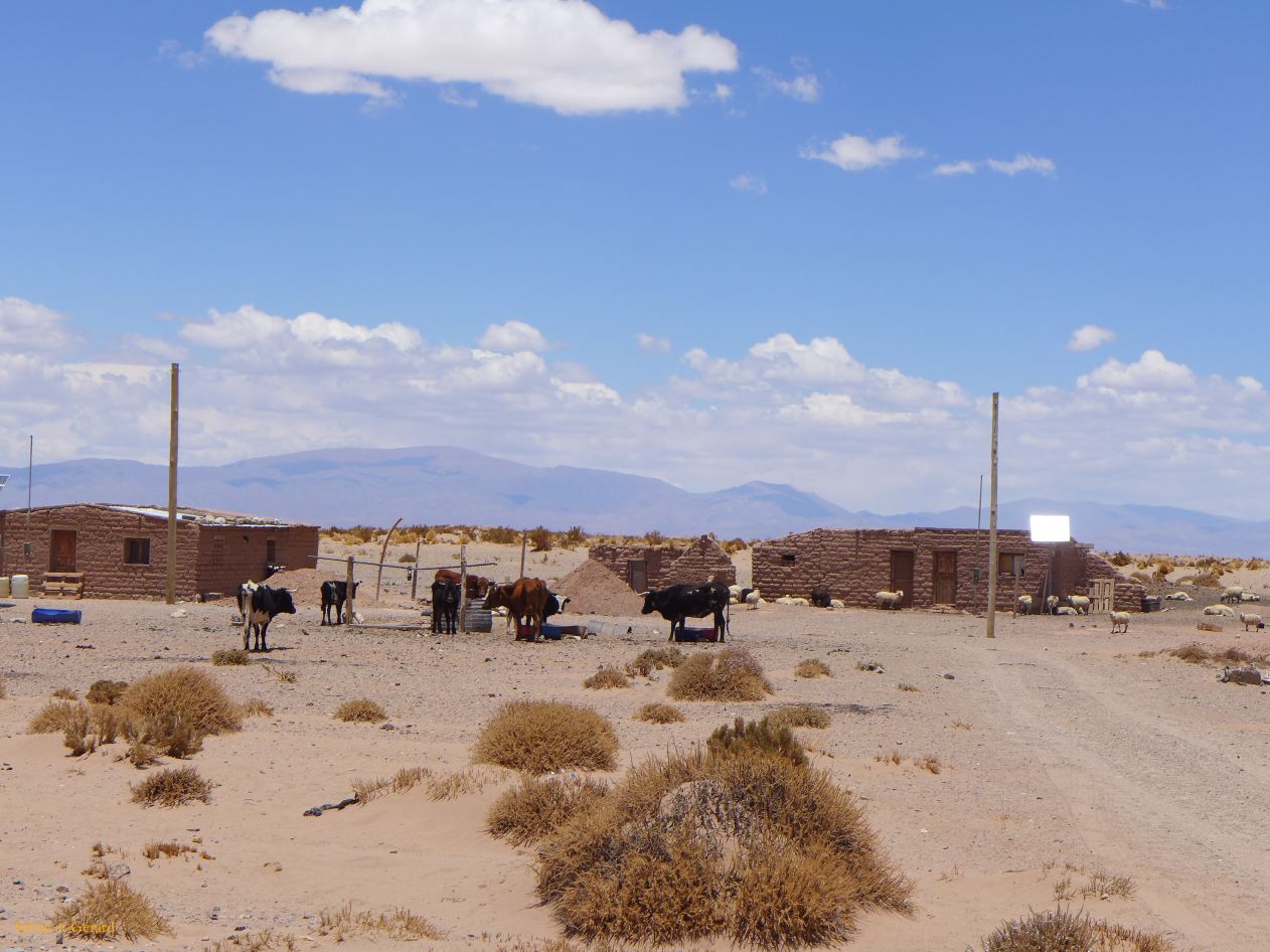 La Puna Susques vers la ruta 52 habitation et ses animaux