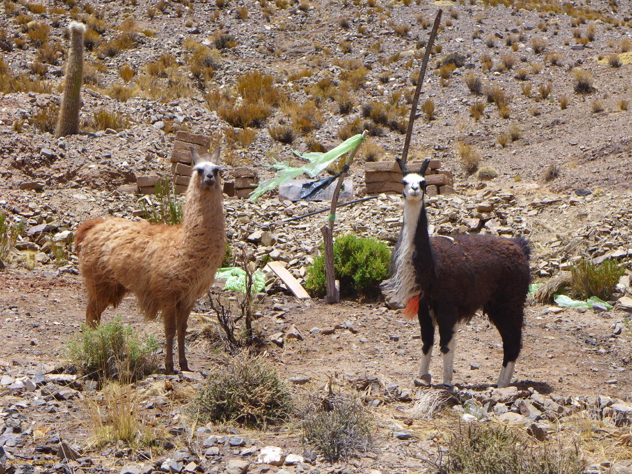 La Puna Susques vers la ruta 52 lamas 
