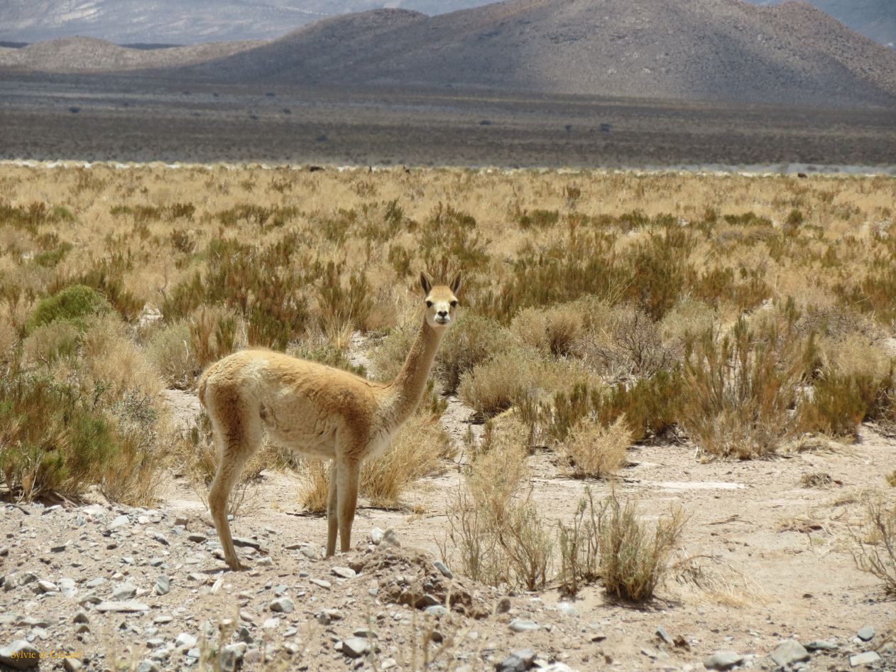 La Puna Susques vigogne 