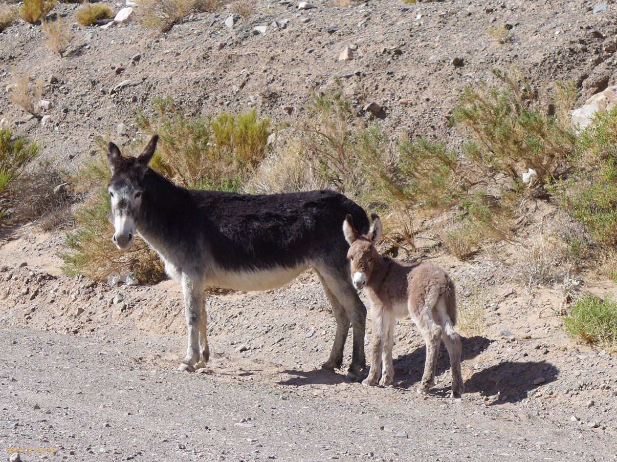 La Puna vers Pumamarca La Cuesta de Lipan des anes