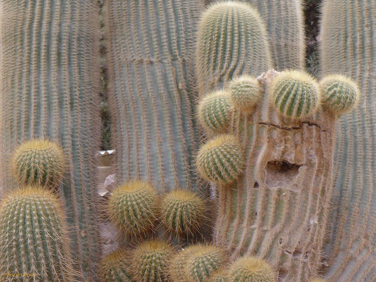 La Quebrada à Pumamarca le cactus