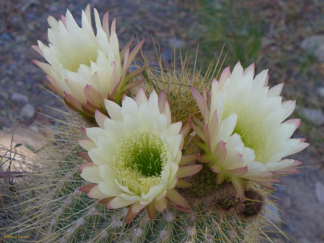 La Quebrada et Tilcara cactus en fleurs