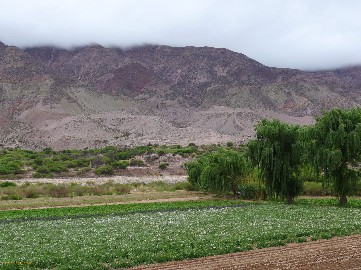 La Quebrada et Tilcara champs à l'entrée de la ville