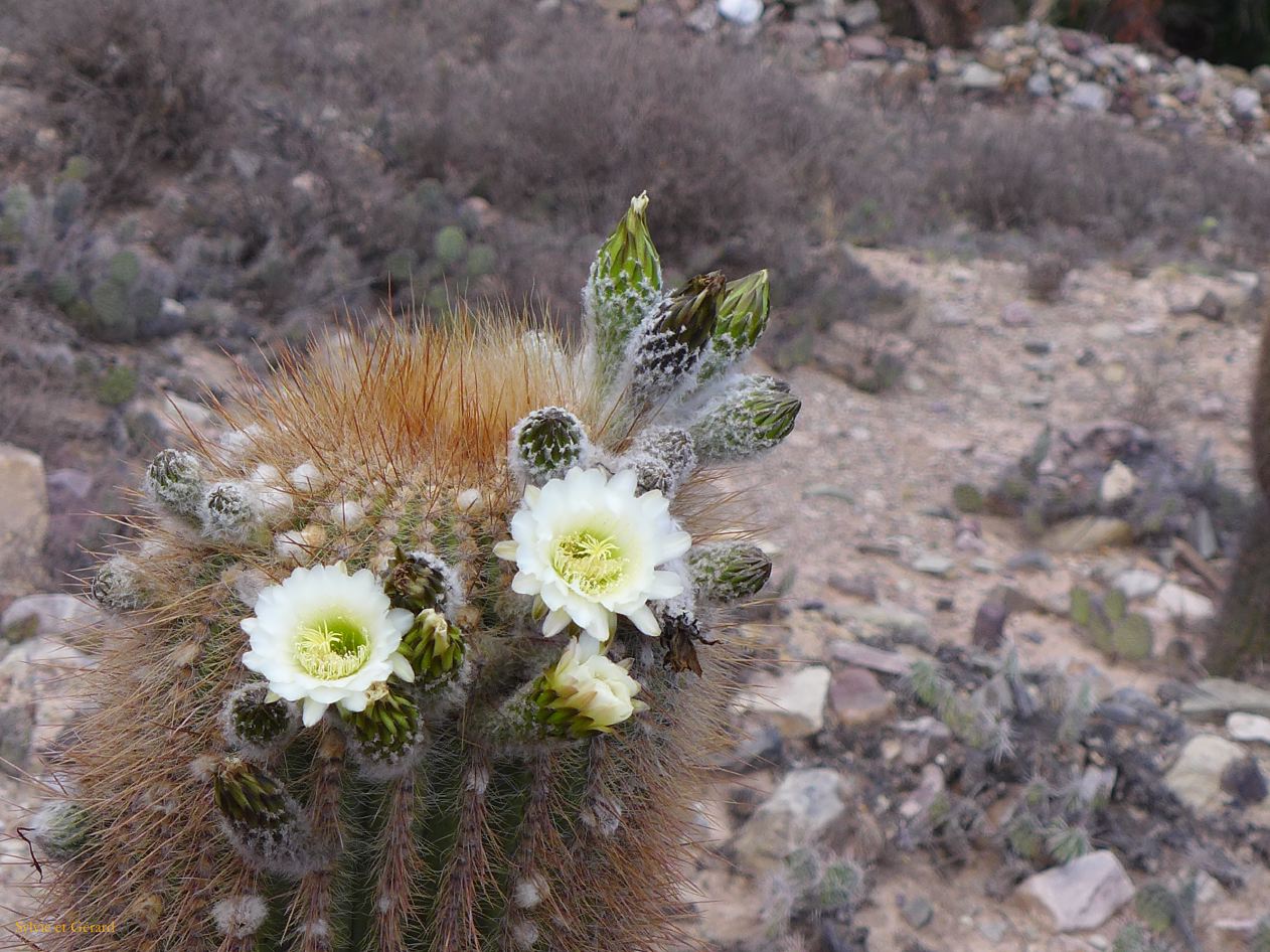 La Quebrada et Tilcara fleurs de cardones
