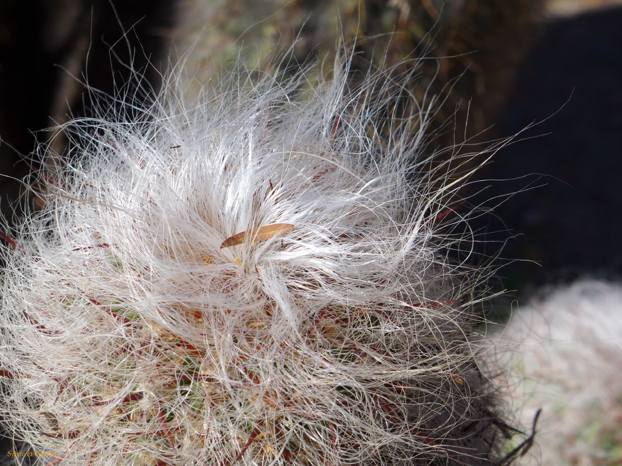 La Quebrada et Tilcara jardin botanique du Pucara et ses cactus