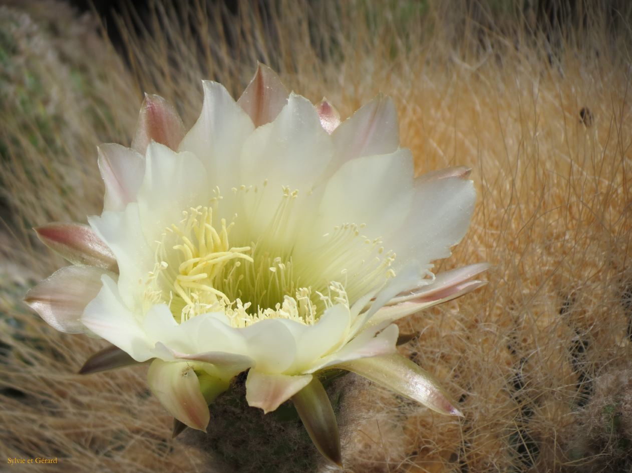 La Quebrada et Tilcara Pucara cardone en fleurs