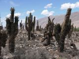 La Quebrada et Tilcara Pucara et ses cardones