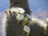 La Quebrada et Tilcara Pucara saison des cardones en fleurs