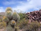 La Quebrada Humahuaca cactus le long d'une piste