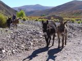 La Quebrada Iruya sur la piste des mules