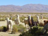 La Quebrada lamas curieux le long de la ruta 9
