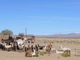 La Quebrada ruta 9 vers la Bolivie des lamas